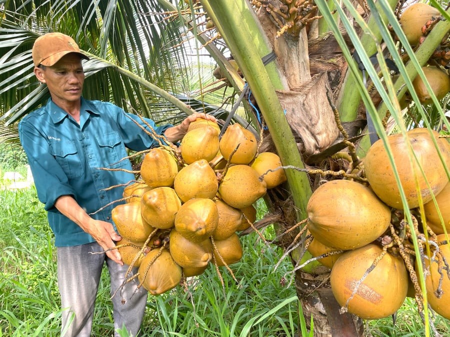 Trồng dừa xiêm trái sai trĩu, thả thêm đàn dê, nông dân Gia Lai thu hàng trăm triệu mỗi năm