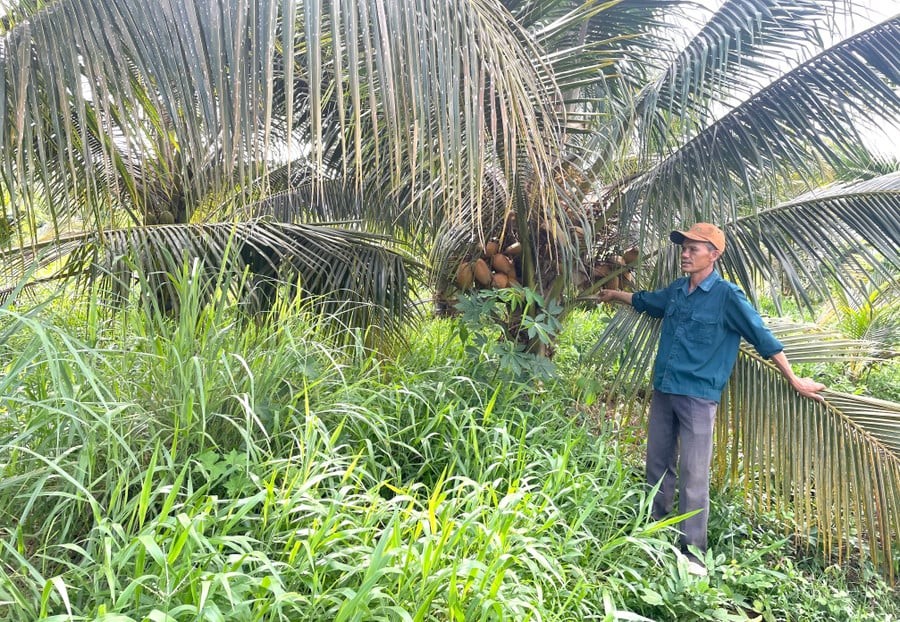 Trồng dừa xiêm trái sai trĩu, thả thêm đàn dê, nông dân Gia Lai thu hàng trăm triệu mỗi năm