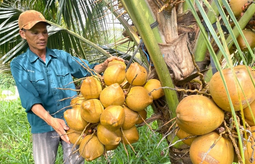 Trồng dừa xiêm trái sai trĩu, thả thêm đàn dê, nông dân Gia Lai thu hàng trăm triệu mỗi năm