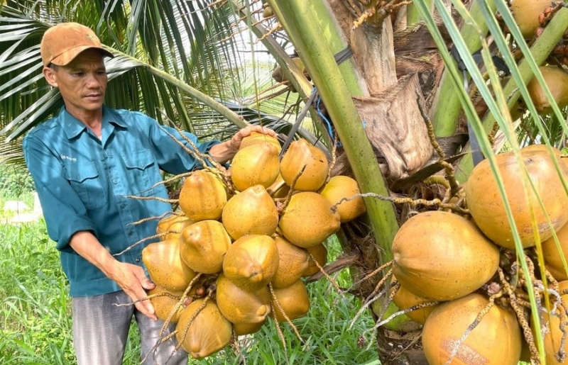 Trồng dừa xiêm trái sai trĩu, thả thêm đàn dê, nông dân Gia Lai thu hàng trăm triệu mỗi năm