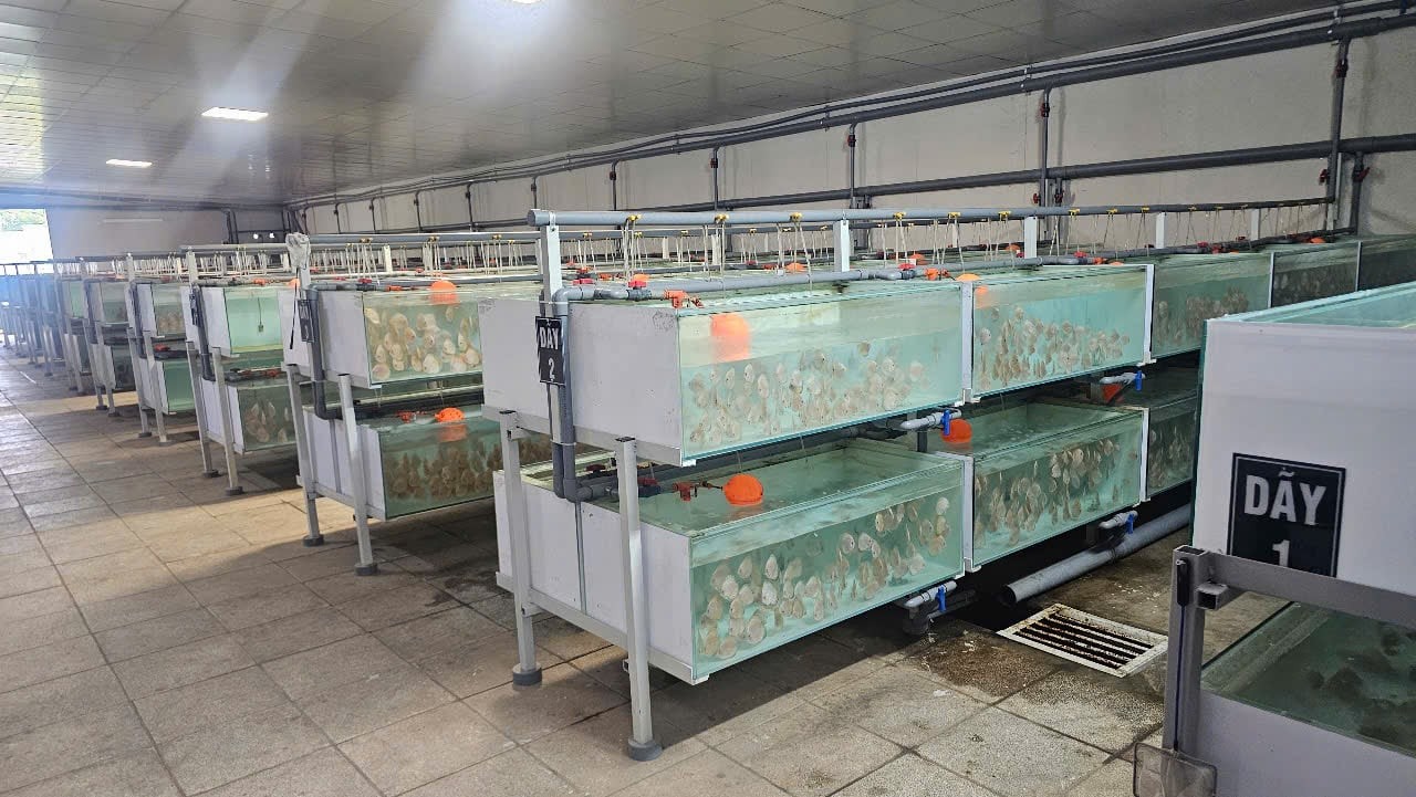 Nuôi thứ cá gì mà bán giá chục triệu đồng/con, giới sưu tầm tranh nhau mua, nông dân thu tiền tỷ?