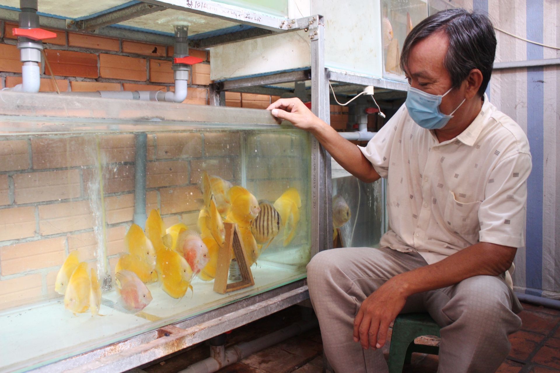 Nuôi thứ cá gì mà bán giá chục triệu đồng/con, giới sưu tầm tranh nhau mua, nông dân thu tiền tỷ?