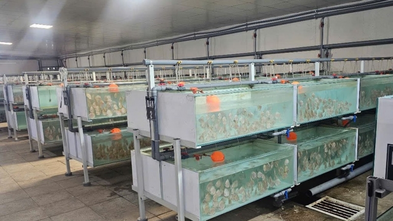 Nuôi thứ cá gì mà bán giá chục triệu đồng/con, giới sưu tầm tranh nhau mua, nông dân thu tiền tỷ?