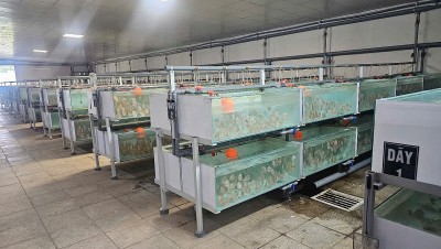 Nuôi thứ cá gì mà bán giá chục triệu đồng/con, giới sưu tầm tranh nhau mua, nông dân thu tiền tỷ?