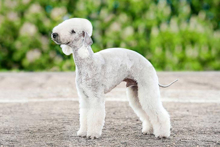 Những giống chó mèo “ngoài hành tinh” khiến giới yêu thú cưng sẵn sàng chi hàng trăm triệu để sở hữu