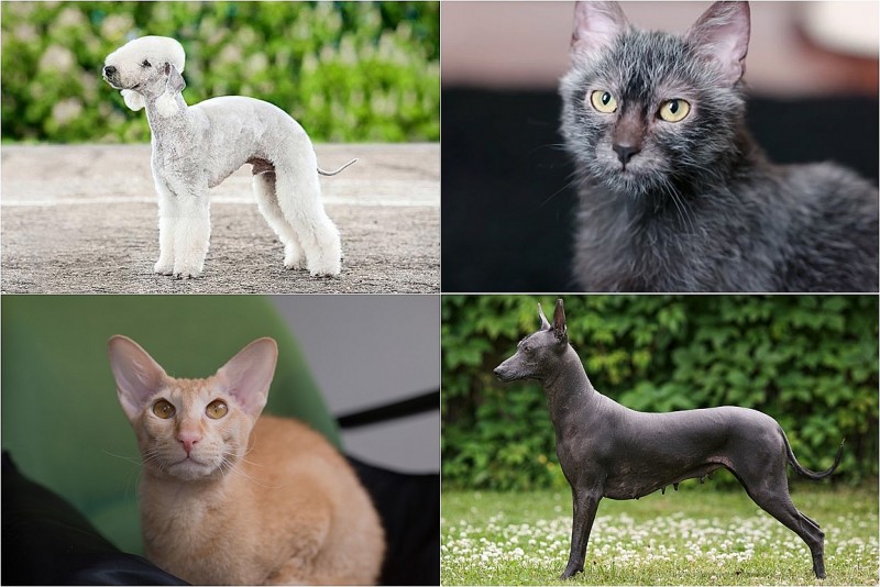 Những giống chó mèo “ngoài hành tinh” khiến giới yêu thú cưng sẵn sàng chi hàng trăm triệu để sở hữu