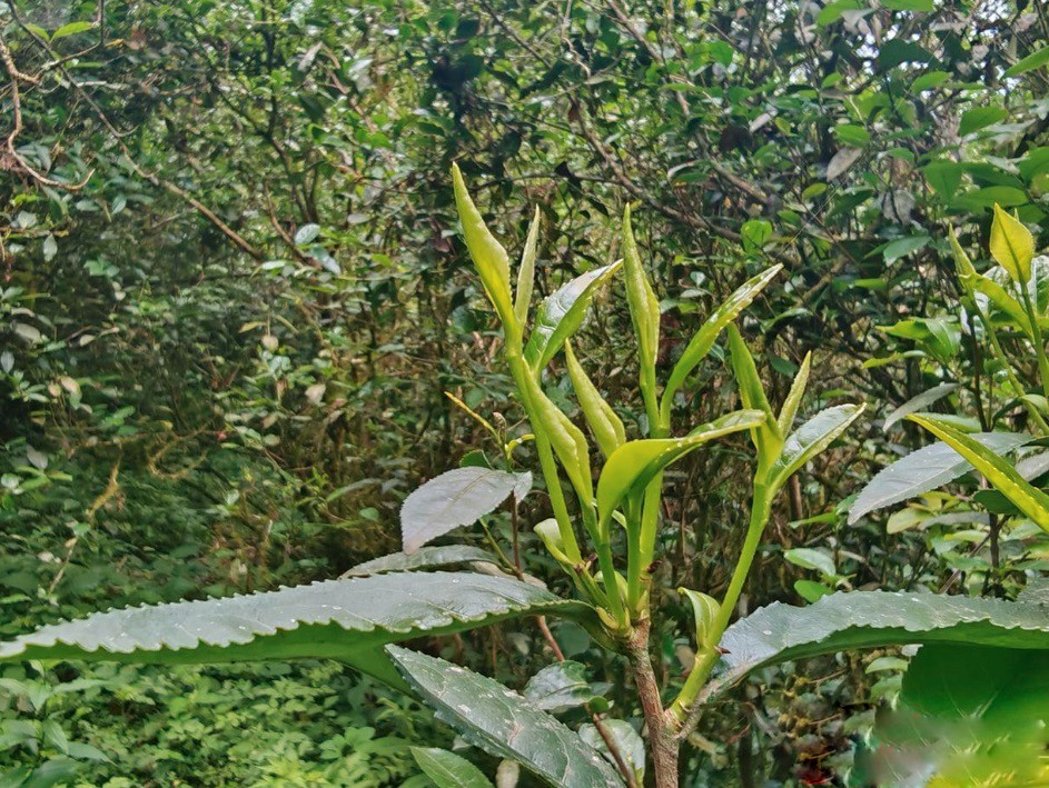 Bỏ phố về quê, người đàn ông đổi đời nhờ lá trà cổ bán giá 27 triệu/kg