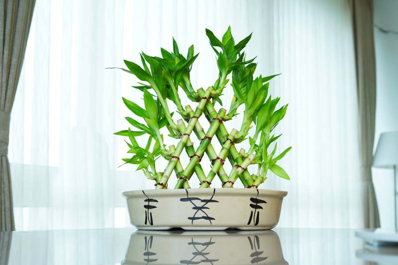 Người xưa dạy: Trồng cây hợp khí, sự nghiệp hanh thông, công danh tự tới