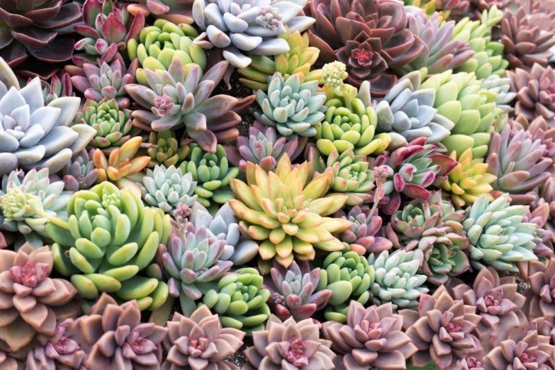 Người xưa dạy: Trồng cây hợp khí, sự nghiệp hanh thông, công danh tự tới