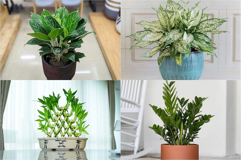 Người xưa dạy: Trồng cây hợp khí, sự nghiệp hanh thông, công danh tự tới
