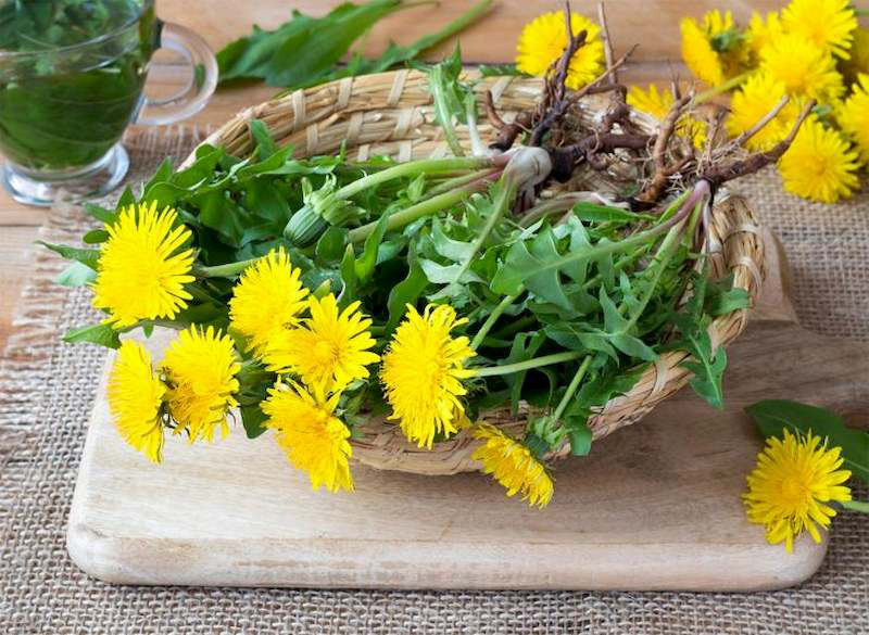 Bất ngờ với loài cây được Mỹ bình chọn  loại rau củ, trái cây tốt nhất thế giới, ở Việt Nam mọc như cỏ dại