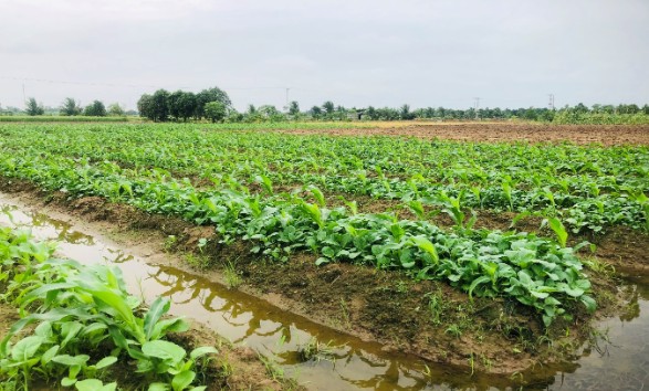 Trồng xen canh bắp và dưa leo, nữ nông dân Khánh Hòa mới thu tiền tỷ mỗi năm