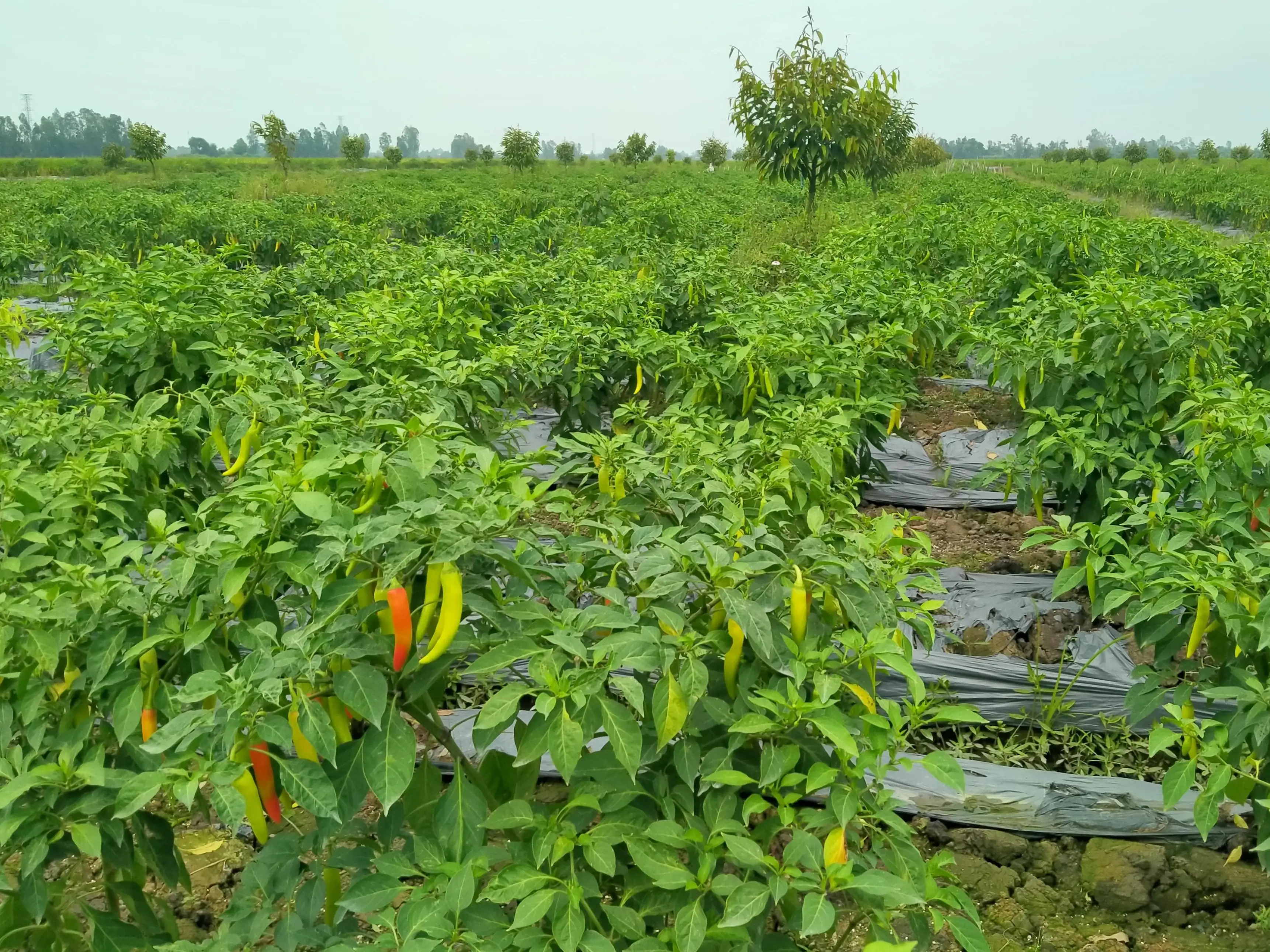 Trồng xen canh bắp và dưa leo, nữ nông dân Khánh Hòa mới thu tiền tỷ mỗi năm