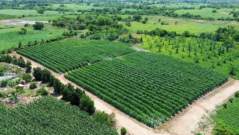 Trồng xen canh bắp và dưa leo, nữ nông dân Khánh Hòa mới thu tiền tỷ mỗi năm