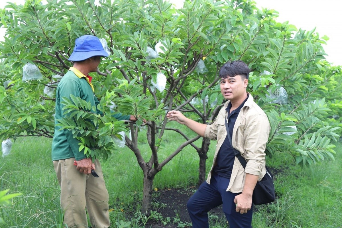 Tây Ninh: Nông dân trẻ xây dựng mô hình mãng cầu hữu cơ, hút khách du lịch trải nghiệm