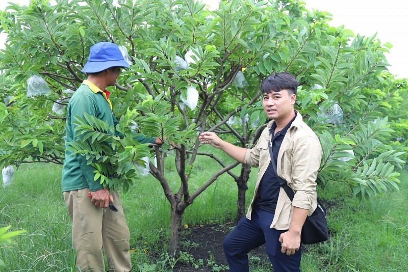 Tây Ninh: Nông dân trẻ xây dựng mô hình mãng cầu hữu cơ, hút khách du lịch trải nghiệm