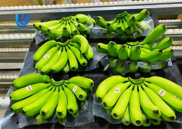 Bốn loại trái cây Việt vào đường đua tỷ đô, riêng dừa được dự báo dẫn đầu với 30.000 tỷ đồng