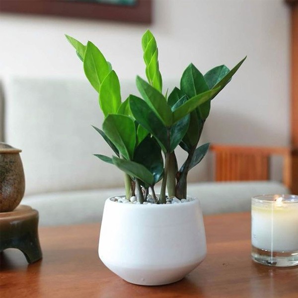 Cây phong thủy ban công chung cư: Nên và không nên trồng