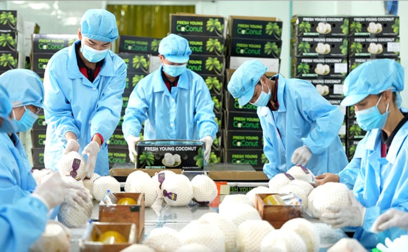 Bốn loại trái cây Việt vào đường đua tỷ đô, riêng dừa được dự báo dẫn đầu với 30.000 tỷ đồng