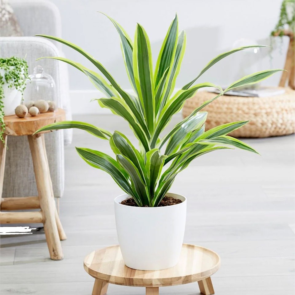 Cây phong thủy ban công chung cư: Nên và không nên trồng