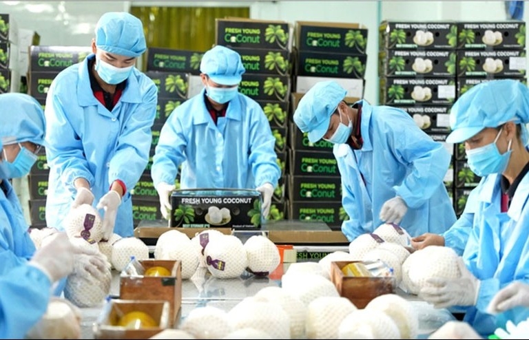 Bốn loại trái cây Việt vào đường đua tỷ đô, riêng dừa được dự báo dẫn đầu với 30.000 tỷ đồng