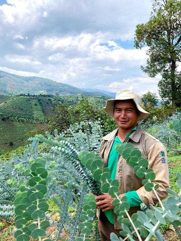 Loại cây cảnh chuyên dùng để cắm hoa, tinh dầu chống muỗi, cái tên đã muốn trồng