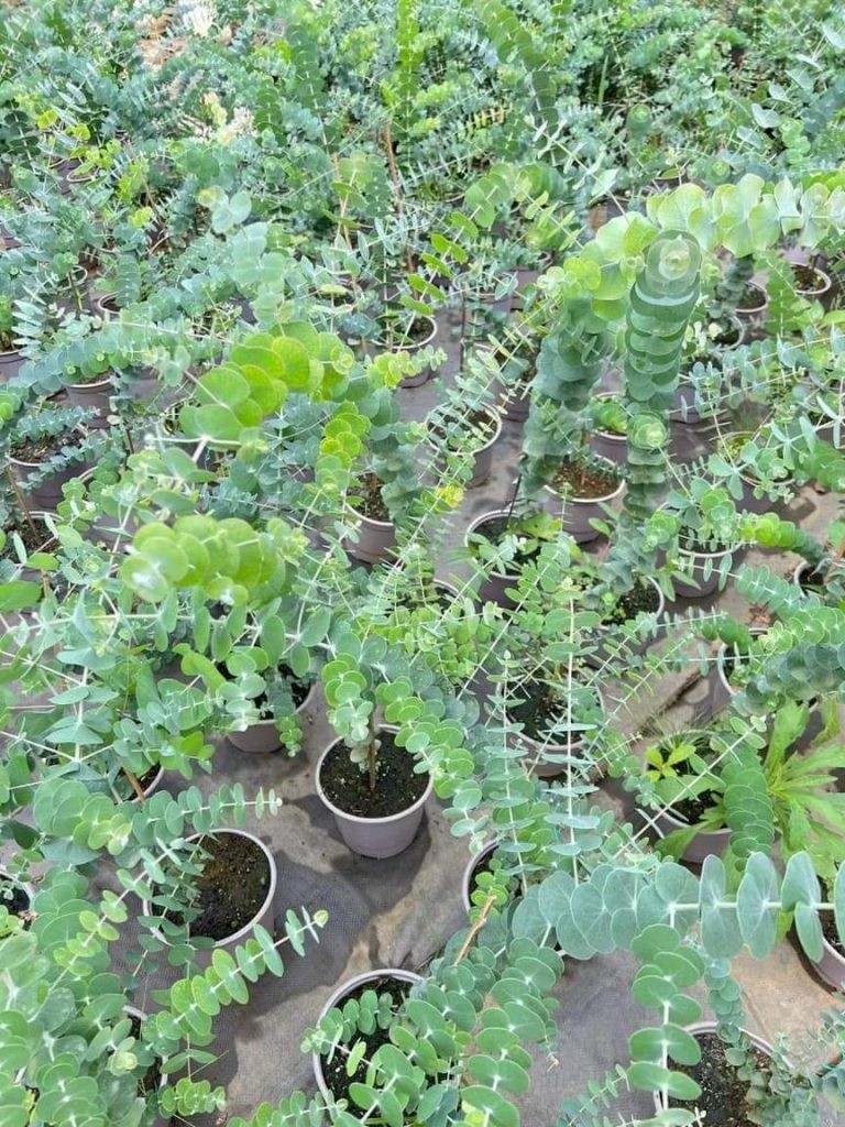 Loại cây cảnh chuyên dùng để cắm hoa, tinh dầu chống muỗi, cái tên đã muốn trồng