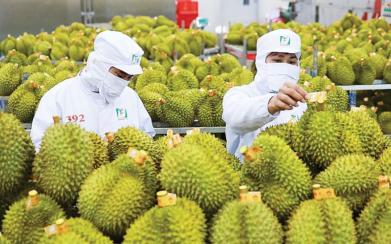 Quy trình canh tác sầu riêng bền vững: Chìa khóa giữ thị trường quốc tế