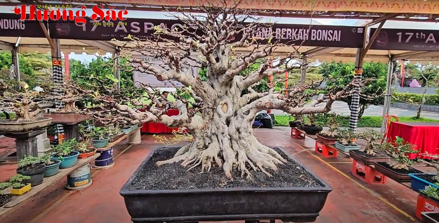 Việt Nam sẽ đăng cai Hội nghị Bonsai và Suiseki Châu Á   Thái Bình Dương lần thứ 18