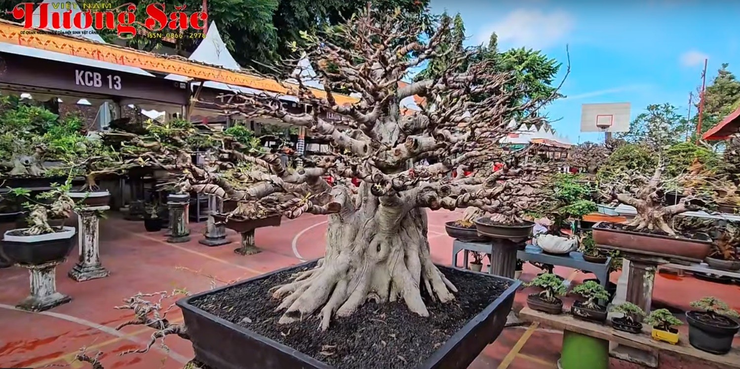Việt Nam sẽ đăng cai Hội nghị Bonsai và Suiseki Châu Á   Thái Bình Dương lần thứ 18