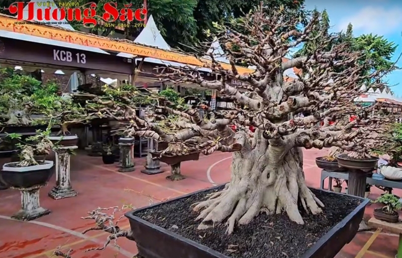 Việt Nam tham dự Hội nghị Bonsai và Suiseki Châu Á - Thái Bình Dương lần thứ 17