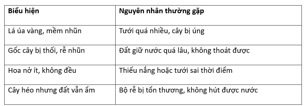 Cách tưới cây hoa mười giờ để cây nở hoa rực rỡ, không lo úng gốc