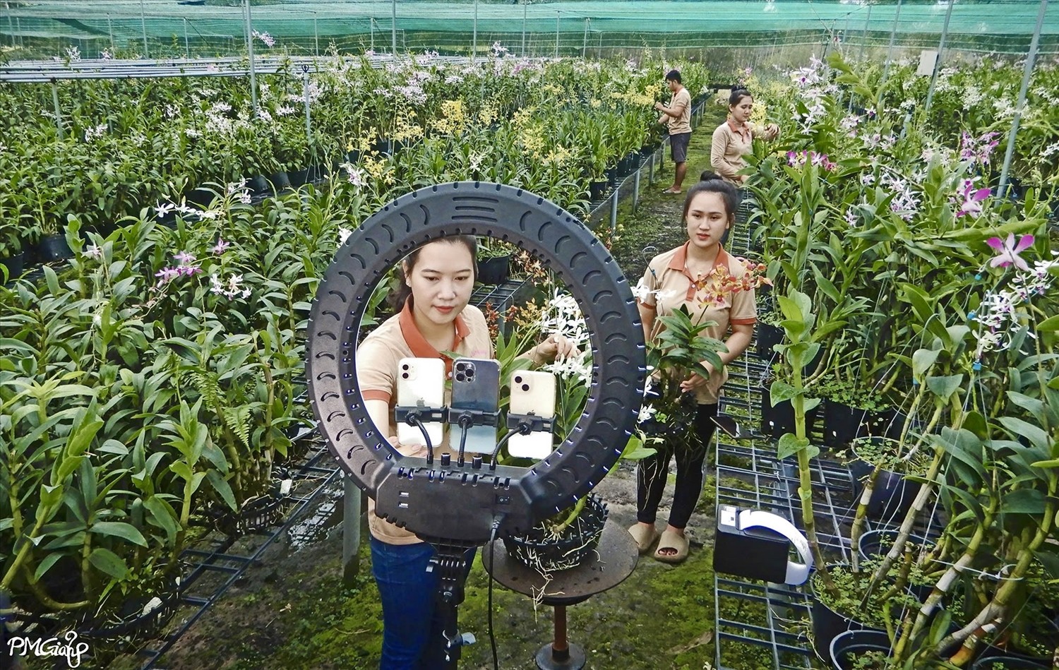 Người phụ nữ Khmer “thổi hồn” dòng lan 