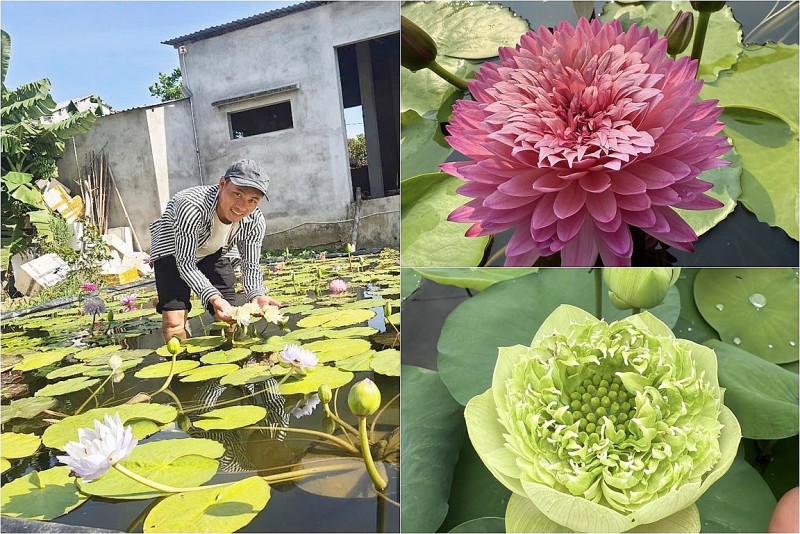 Thanh niên Đà Nẵng bỏ phố về quê làm nông, lai tạo loại hoa độc lạ giá nghìn USD