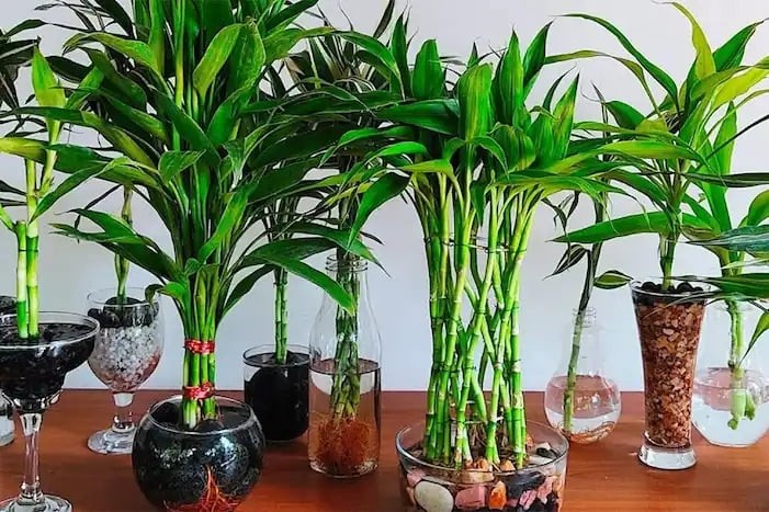 5 loại cây phong thủy không nên trưng trong nhà theo quan niệm dân gian