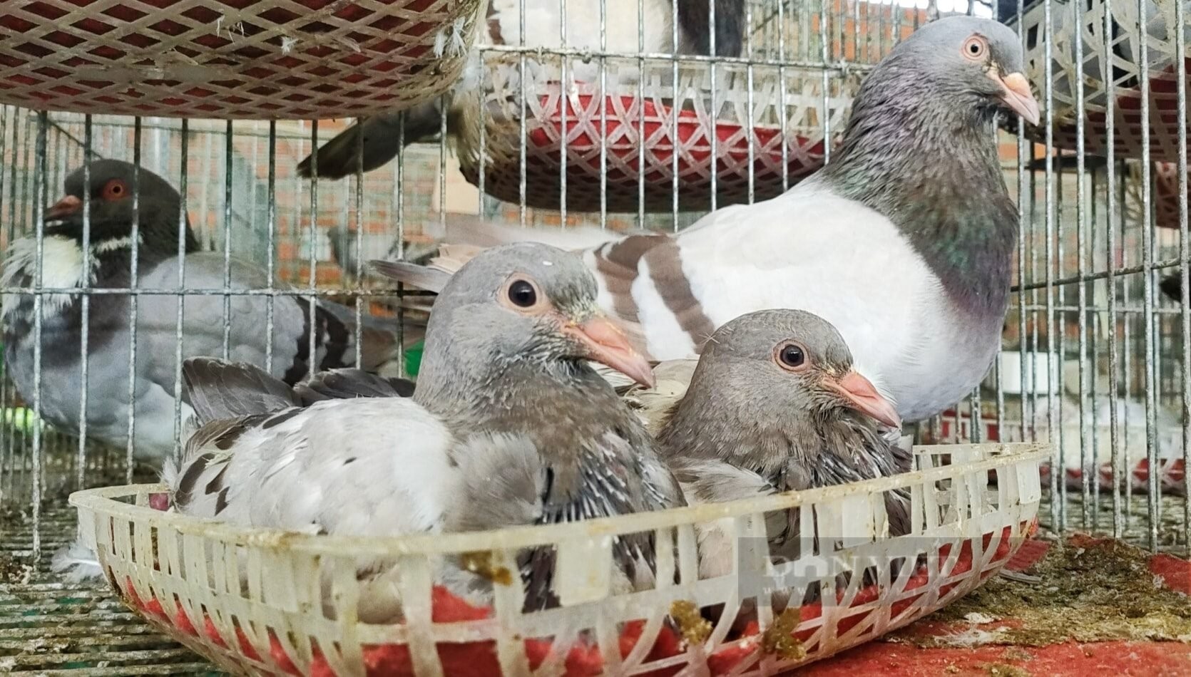 Từ Hưng Yên đến Khánh Hòa: Mở rộng mô hình nuôi bồ câu Pháp, doanh thu tiền tỷ mỗi tháng