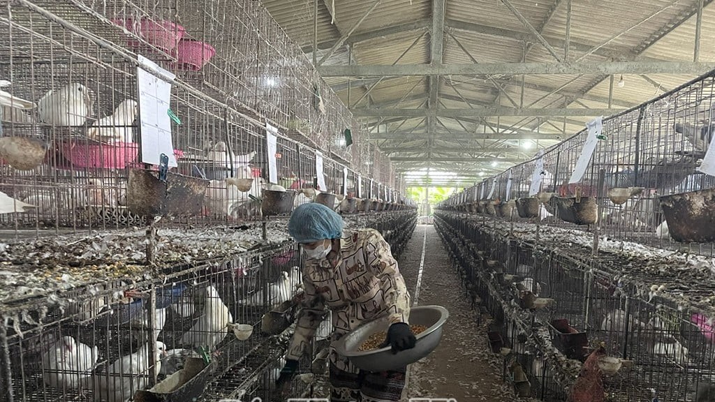 Từ Hưng Yên đến Khánh Hòa: Mở rộng mô hình nuôi bồ câu Pháp, doanh thu tiền tỷ mỗi tháng