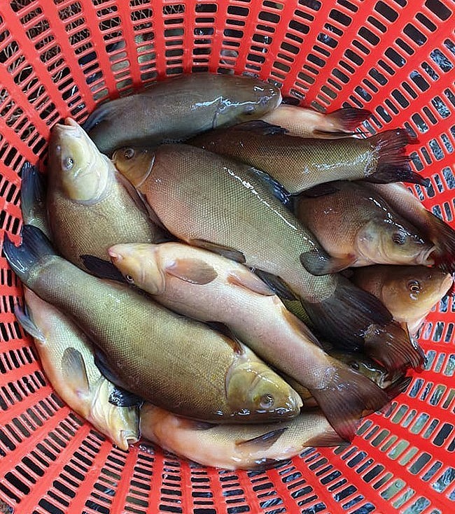 Loài cá thơm như quế, bổ như nhân sâm, được săn lùng với giá 180.000 đồng/kg