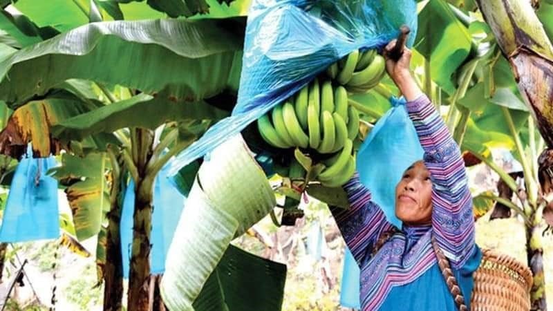 Lào Cai bứt phá với chiến lược chuyển đổi cây trồng chủ lực: Hướng tới nền nông nghiệp hàng hóa hiện đại
