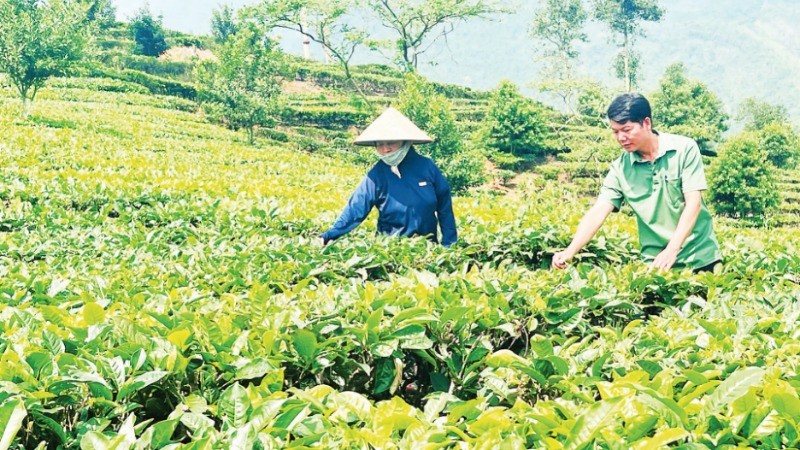 Lào Cai bứt phá với chiến lược chuyển đổi cây trồng chủ lực: Hướng tới nền nông nghiệp hàng hóa hiện đại