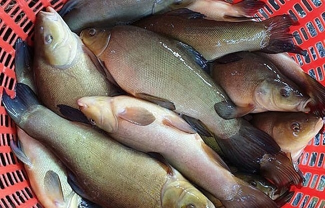 Loài cá thơm như quế, bổ như nhân sâm, được săn lùng với giá 180.000 đồng/kg