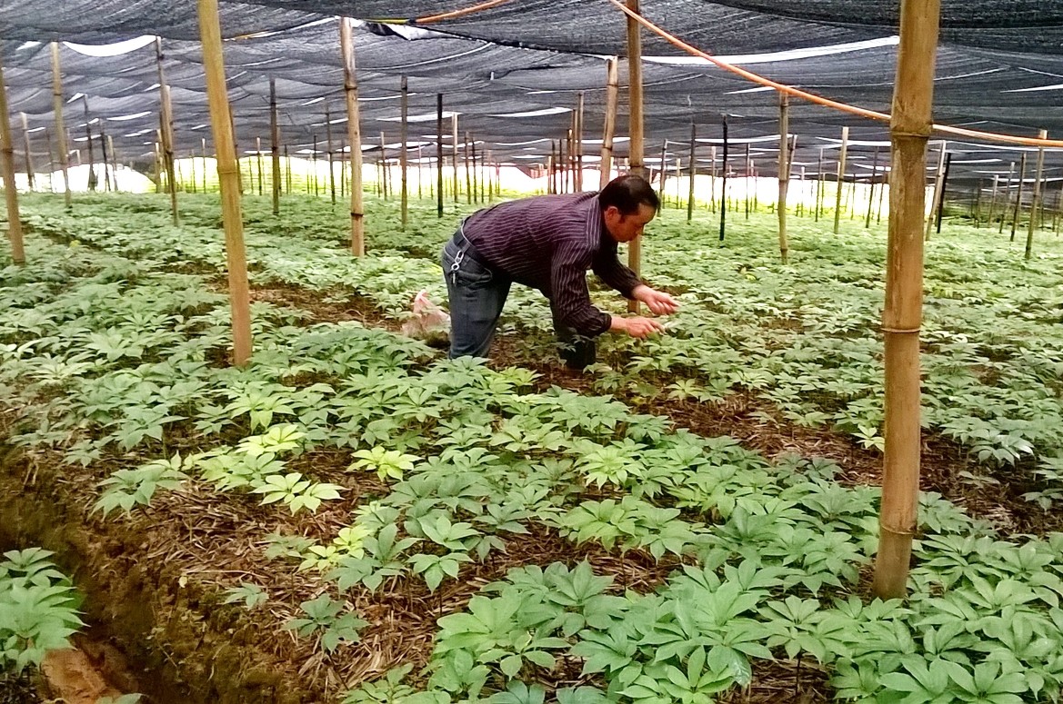 Lào Cai bứt phá với chiến lược chuyển đổi cây trồng chủ lực: Hướng tới nền nông nghiệp hàng hóa hiện đại