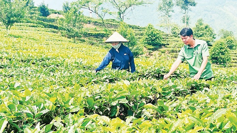 Lào Cai bứt phá với chiến lược chuyển đổi cây trồng chủ lực: Hướng tới nền nông nghiệp hàng hóa hiện đại