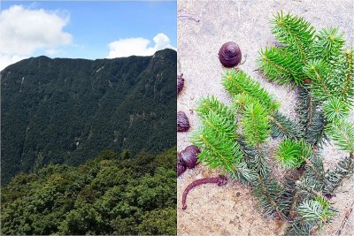 Lào Cai: Phát hiện rừng cây cổ thụ quý hiếm rộng 100ha ở độ cao gần 3.000m