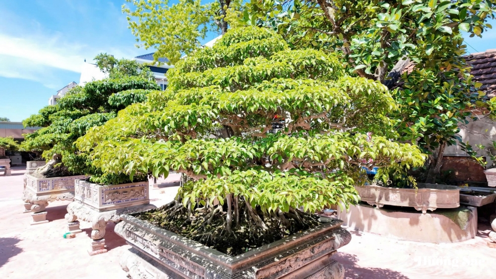 Nhà vườn Phạm Vĩnh: Bảo tàng sống của cây cảnh đất Ninh Bình