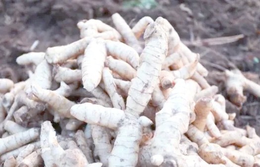 Doanh nhân bỏ phố về quê trồng cây thuốc 2.000 năm tuổi, thu hàng chục tỷ mỗi năm