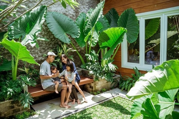 Lá đẹp như vẽ, sống khỏe như “thần”: Trồng dáy tai voi có khó không?