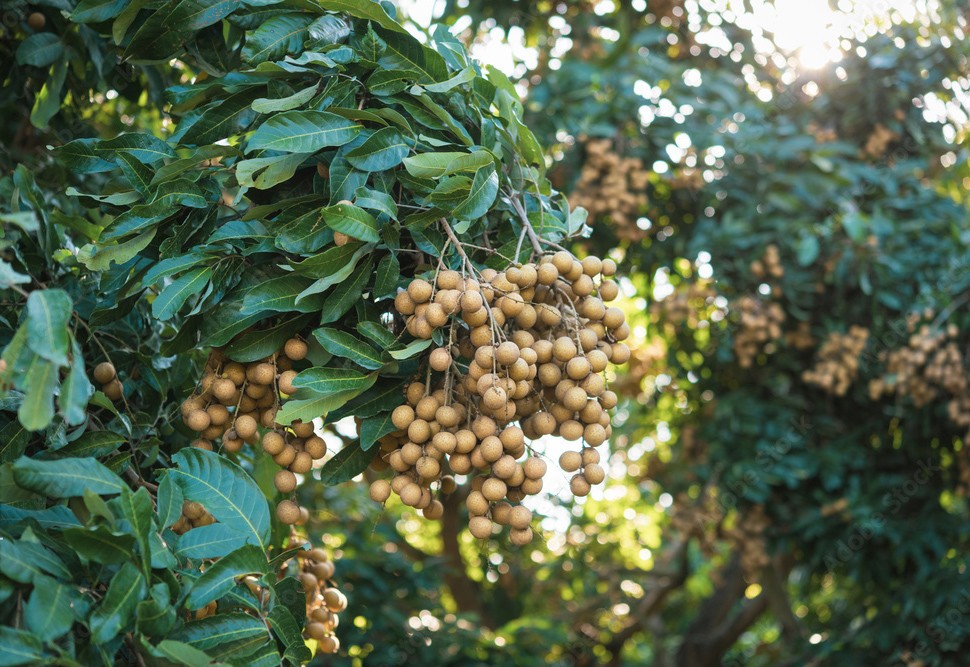Cây trồng “lên hương, xuống dốc” ở ĐBSCL: Bài học từ những cuộc chạy theo phong trào