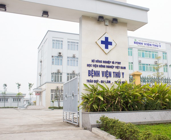 Những quy định quan trọng về bằng cấp và chứng chỉ trong nghề thú y