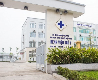 Những quy định quan trọng về bằng cấp và chứng chỉ trong nghề thú y
